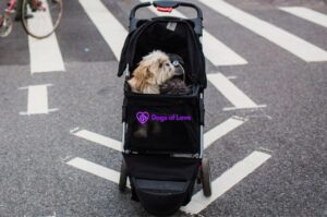 Are dog strollers Perfect for all seasons