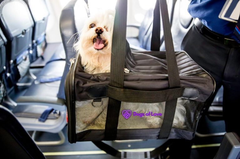 Can you bring a dog stroller on an airplane