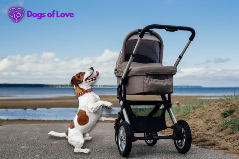 How to choose the right dog stroller