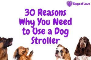 30 Reasons Why You Need to Use a Dog Stroller