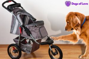 How do I get my dog in a stroller