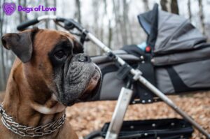 When to use a dog stroller