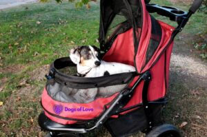 Where can I get a dog stroller?
