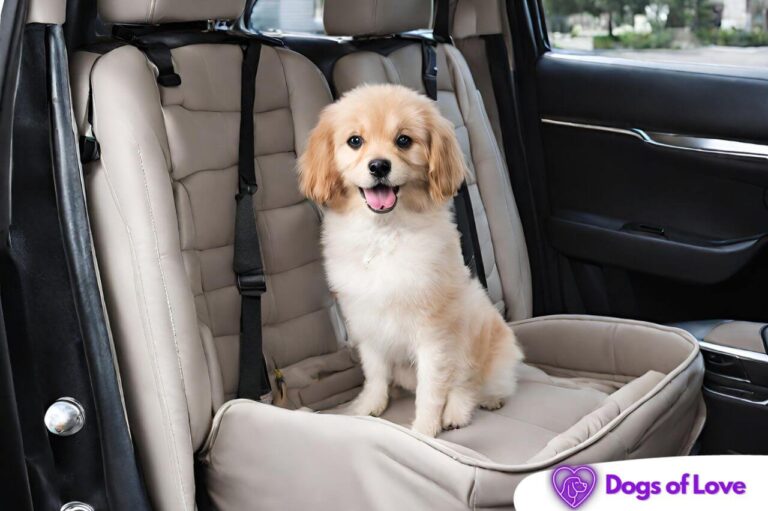 Do dog car seats help with anxiety
