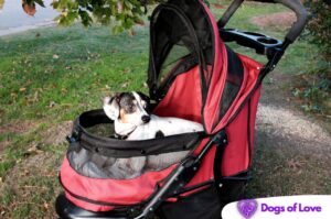 How do I train my dog to stay in his Stroller