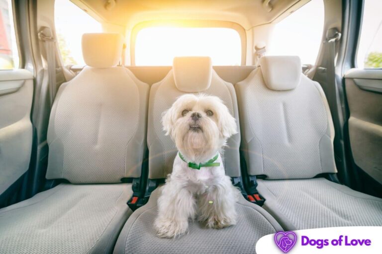 How does a dog car seat work