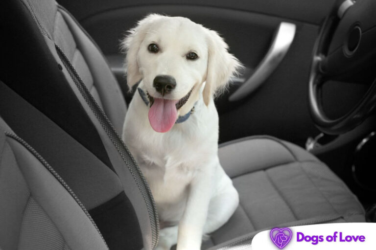How effective is a dog seatbelt