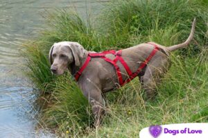 Is a front or back harness better for dogs