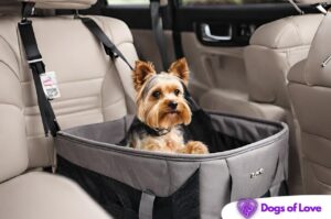 Should a dog sit in the front or back of a car seat