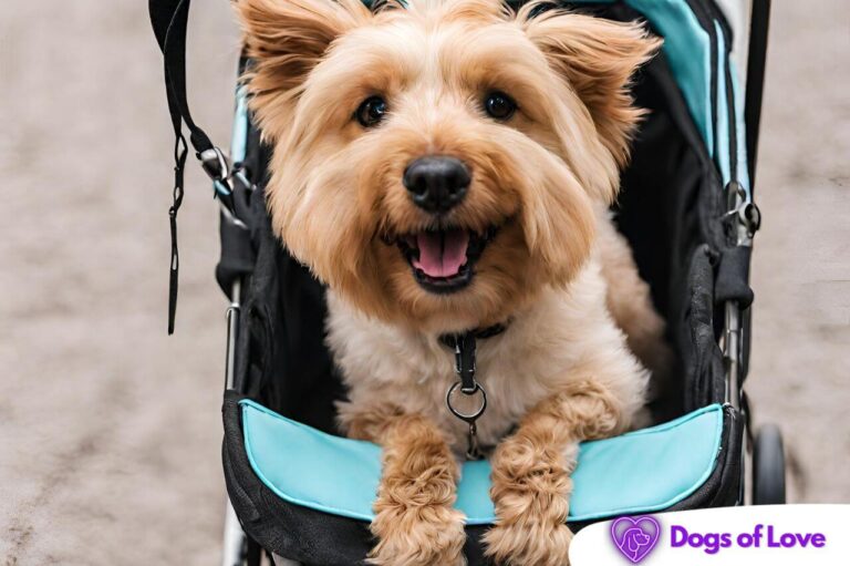 the advantages of a 4-wheel dog stroller