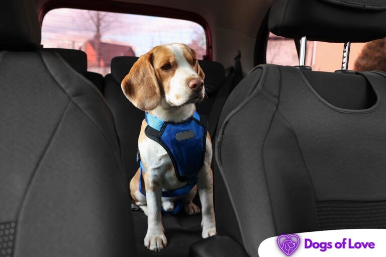 different types of dog seat covers
