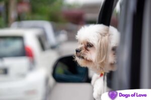 What is the best car seat for a dog with anxiety