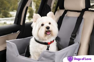 Are dogs supposed to be in a car seat