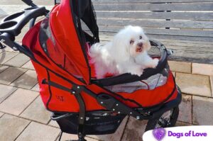 How common are dog strollers