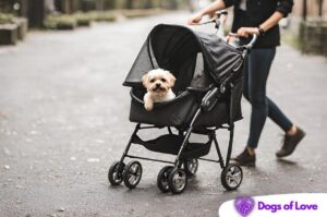 How do I get my dog to like the stroller