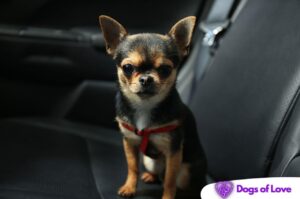 How tight should a dog seat belt be