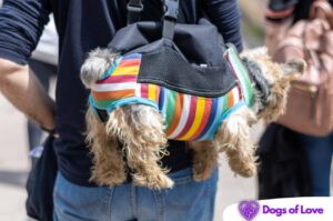 How to measure your dog for a dog carrier