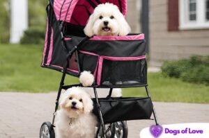Is it safe to put a dog in a baby stroller