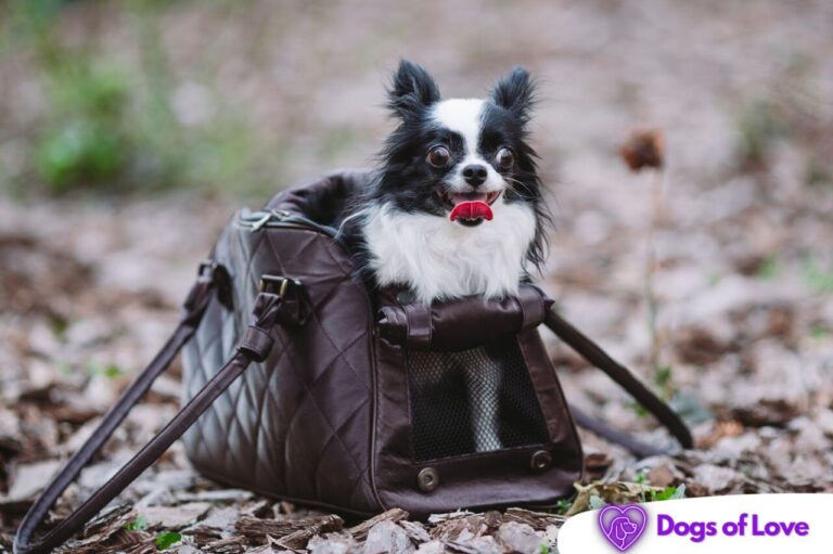What kinds of carriers are safe for dogs